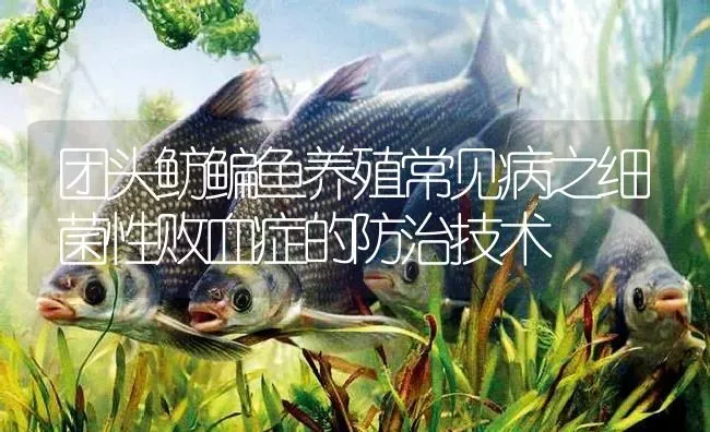 团头鲂鳊鱼养殖常见病之细菌性败血症的防治技术 | 淡水养殖