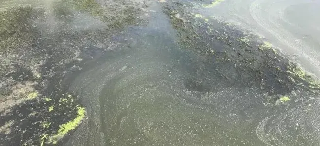 一天缺氧,三天不长,河蟹缺氧上岸趴草要注意