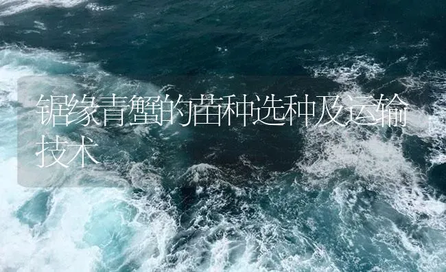 锯缘青蟹的苗种选种及运输技术 | 海水养殖