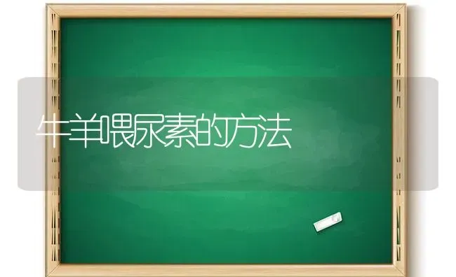 牛羊喂尿素的方法 | 家畜养殖