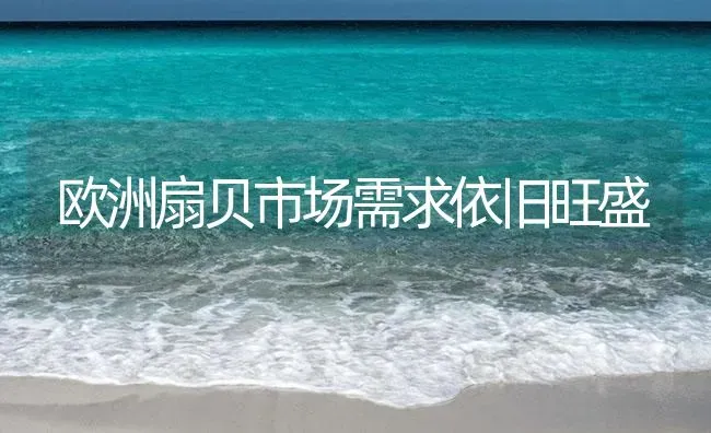 欧洲扇贝市场需求依旧旺盛 | 海水养殖