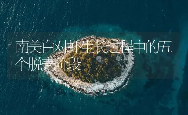 南美白对虾生长过程中的五个脱壳阶段 | 海水养殖