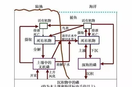 微生物在自然界物质循环中的作用