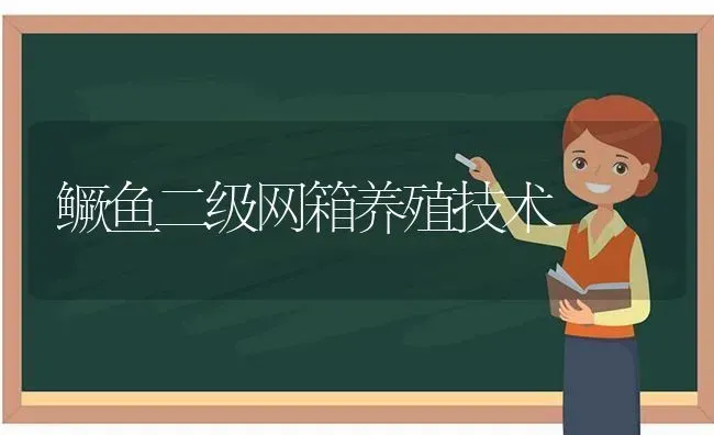 鳜鱼二级网箱养殖技术 | 淡水养殖