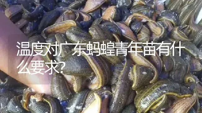温度对广东蚂蝗青年苗有什么要求？ | 特种养殖