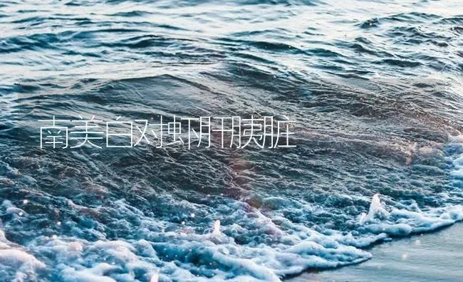 南美白对虾肝胰脏 | 海水养殖