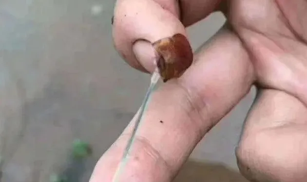 值得收藏！小龙虾病害防控方略get起来~