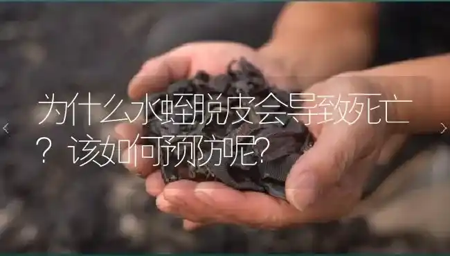 为什么水蛭脱皮会导致死亡?该如何预防呢? | 特种养殖