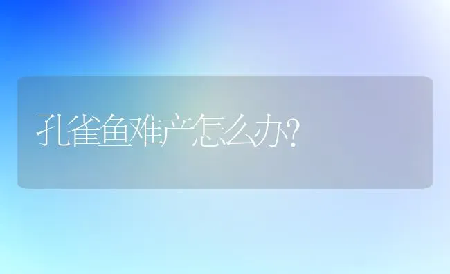 孔雀鱼难产怎么办？ | 淡水养殖