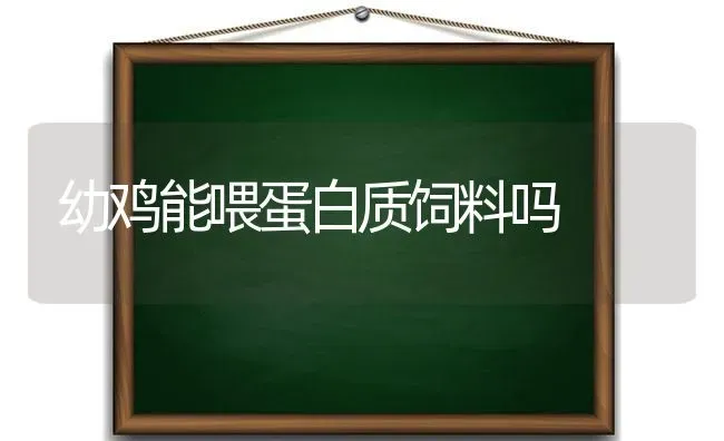 幼鸡能喂蛋白质饲料吗 | 家禽养殖