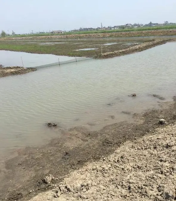 雨后河蟹池塘的管理