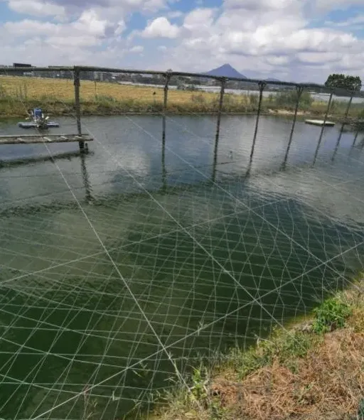 【对虾专题】高温水变引起对虾肠道问题的浅析