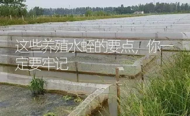 这些养殖水蛭的要点，你一定要牢记 | 特种养殖