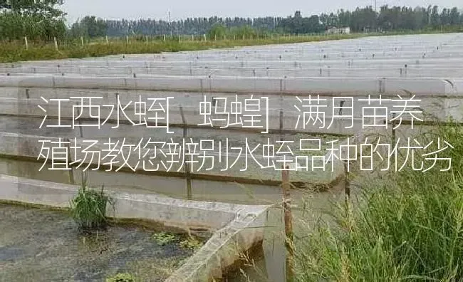 江西水蛭[蚂蝗]满月苗养殖场教您辨别水蛭品种的优劣 | 特种养殖