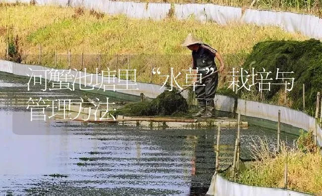 河蟹池塘里“水草”栽培与管理方法 | 淡水养殖