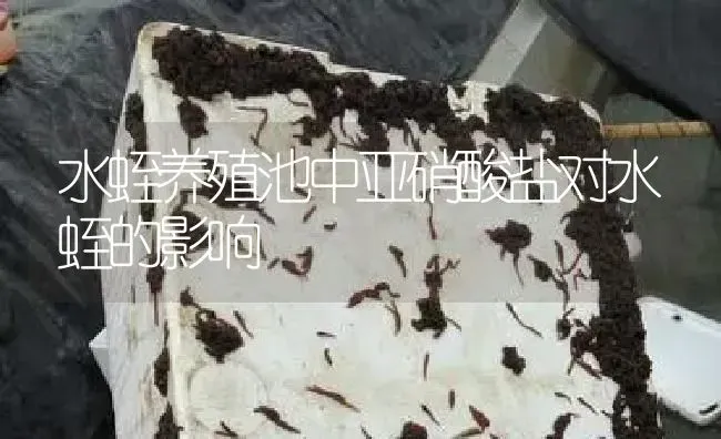 水蛭养殖池中亚硝酸盐对水蛭的影响 | 特种养殖