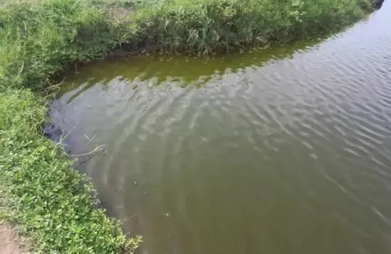 南美白对虾塘酱油水的处理方法