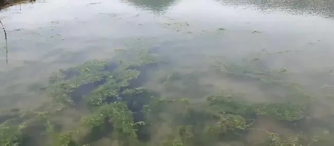 鱼虾蟹塘海参圈青苔泛滥，靠谱的防控措施在这里