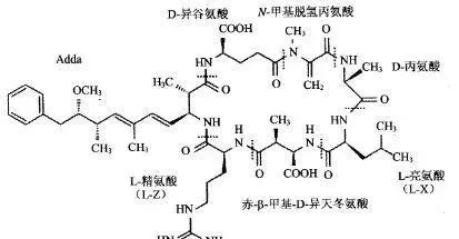 只要温度不高，蓝藻没有在短期内大量死亡，蓝藻其实没有想象中那么可怕