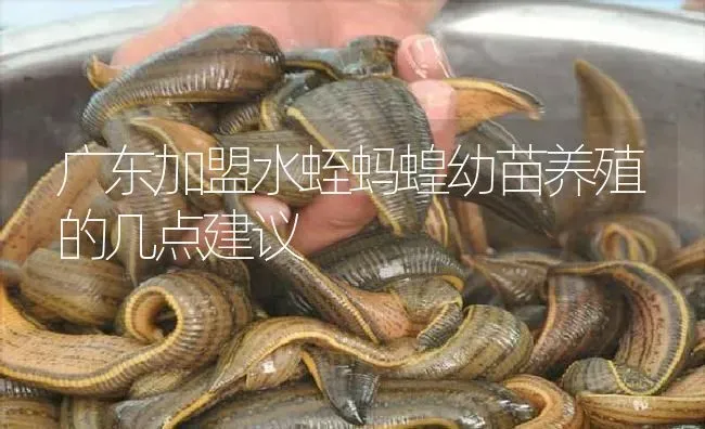 广东加盟水蛭蚂蝗幼苗养殖的几点建议 | 特种养殖