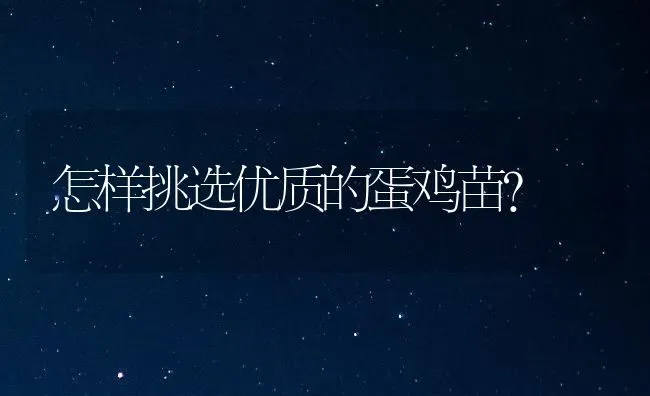 怎样挑选优质的蛋鸡苗？ | 家禽养殖