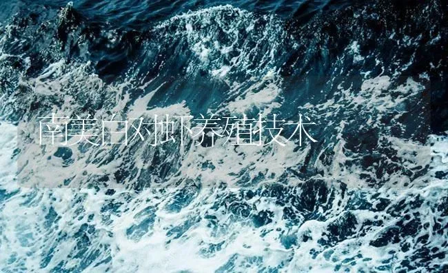 南美白对虾养殖技术 | 海水养殖