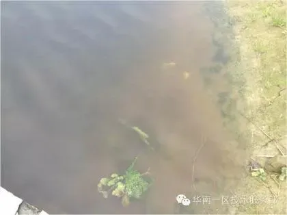 早春三四月份水产养殖现状及池塘管理关键点