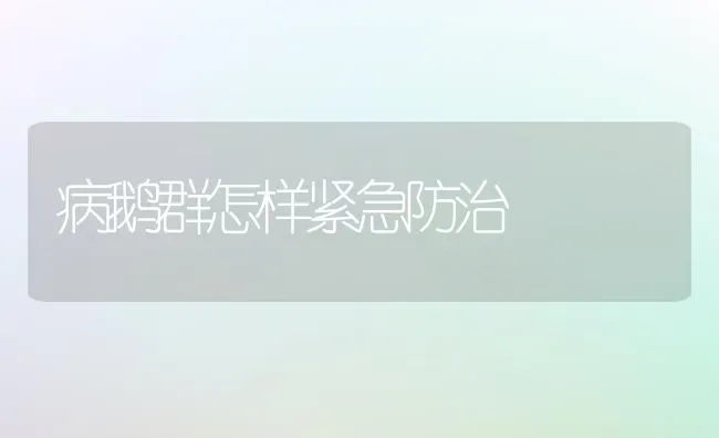 病鹅群怎样紧急防治 | 家禽养殖
