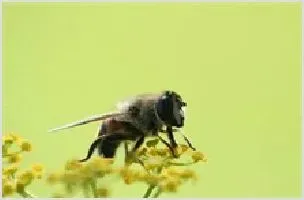 蜜蜂养殖前途广 | 养殖动物技术