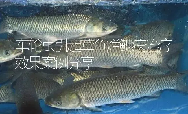 车轮虫引起草鱼烂鳃病治疗效果案例分享 | 淡水养殖