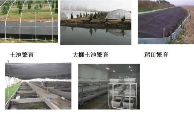 提高小龙虾单产的关键技术及重要问题