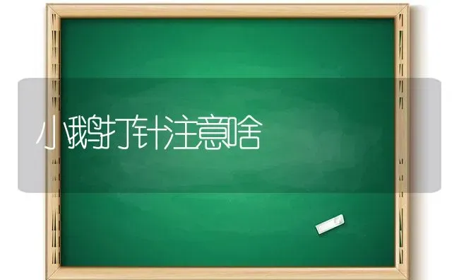 小鹅打针注意啥 | 家禽养殖