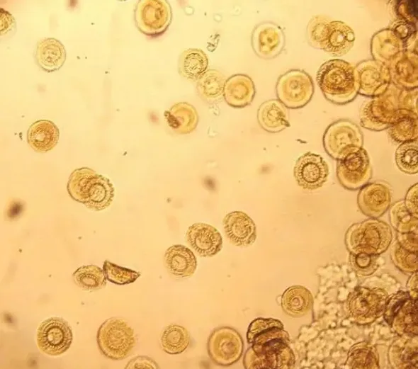 好润生物公司“1+6”精细化鲮鱼养殖技术详解