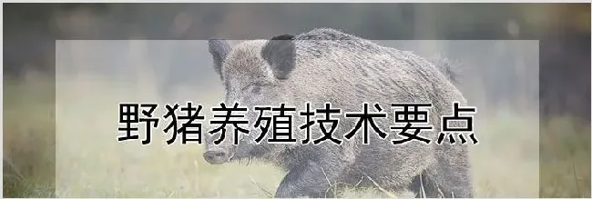 野猪养殖技术要点 | 动物养殖技术