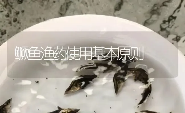 鳜鱼渔药使用基本原则 | 养殖病虫害防治