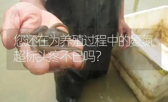 您还在为养殖过程中的氨氮超标头疼不已吗？ | 特种养殖