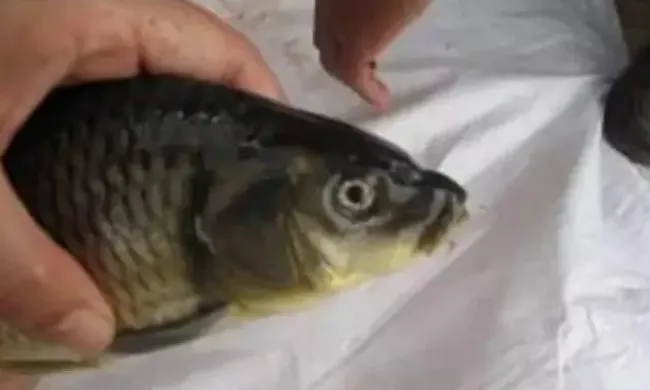 九月份塘口专死鲤鱼的养殖户请注意了