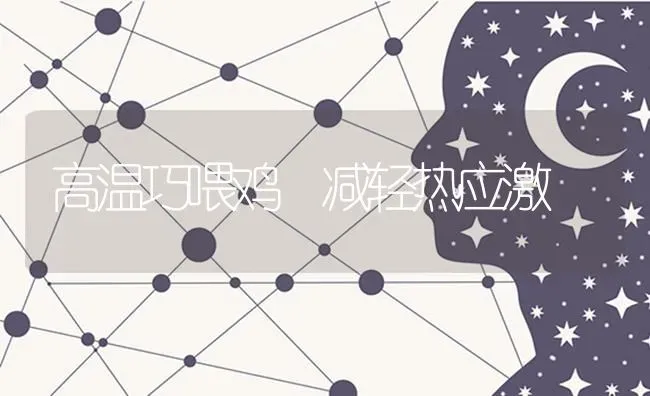 高温巧喂鸡 减轻热应激 | 家禽养殖
