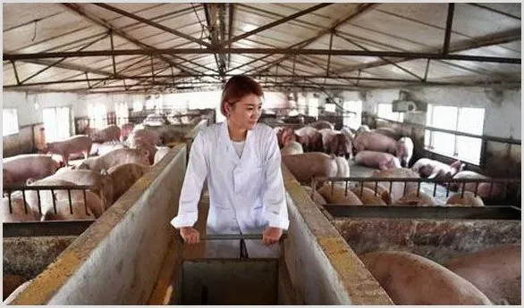 养猪场三哥禁忌及处理办法 | 农业养殖技术