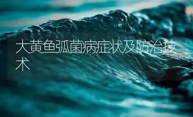 大黄鱼弧菌病症状及防治技术 | 养殖病虫害防治