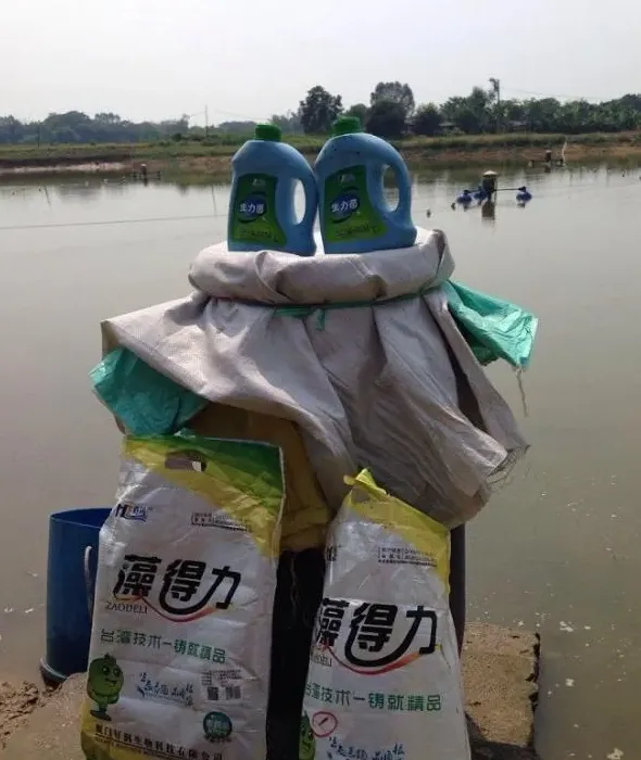 好润生物公司“1+6”精细化鲮鱼养殖技术详解