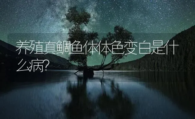 养殖真鲷鱼体体色变白是什么病？ | 海水养殖