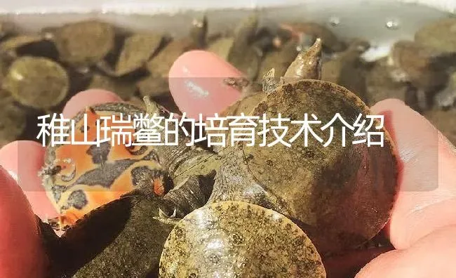 稚山瑞鳖的培育技术介绍 | 淡水养殖