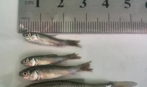 好润生物公司“1+6”精细化鲮鱼养殖技术详解