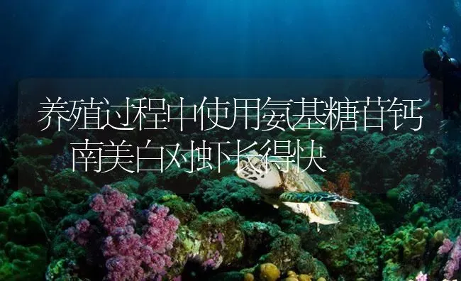 养殖过程中使用氨基糖苷钙 南美白对虾长得快 | 海水养殖