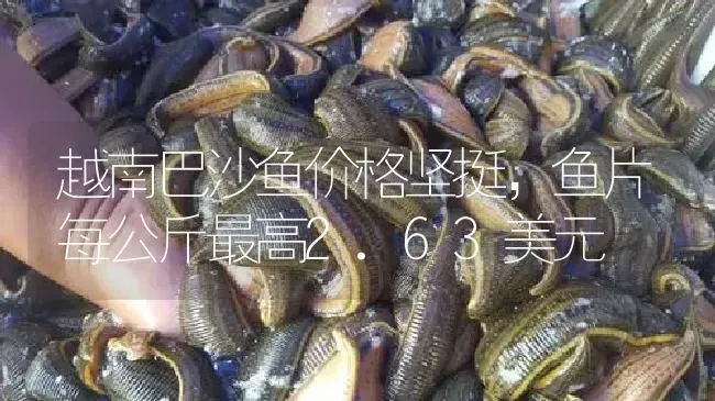 越南巴沙鱼价格坚挺，鱼片每公斤最高2.63美元 | 特种养殖