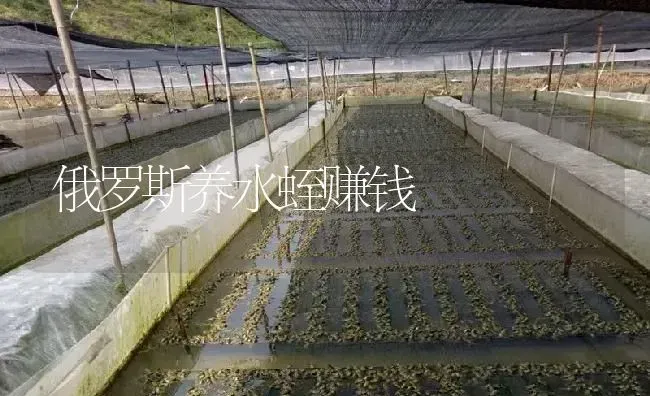 俄罗斯养水蛭赚钱 | 特种养殖