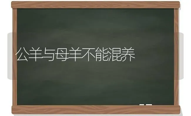 公羊与母羊不能混养 | 家畜养殖
