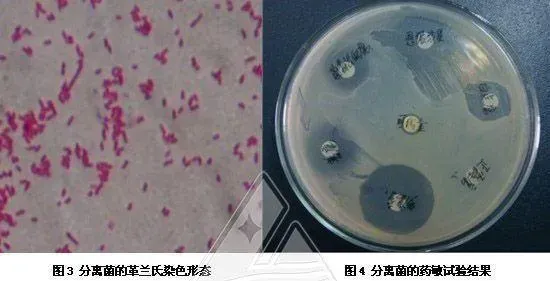 气单胞菌引起欧鳗春季“头部溃疡”一例