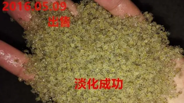 图文详解蟹苗变到哪了？